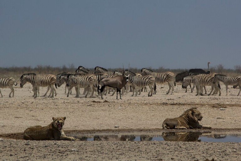 Lions and zebras