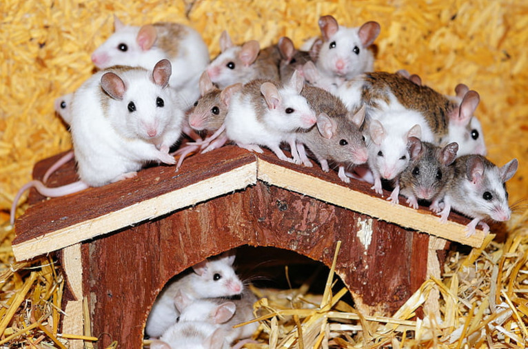 exploding mouse population