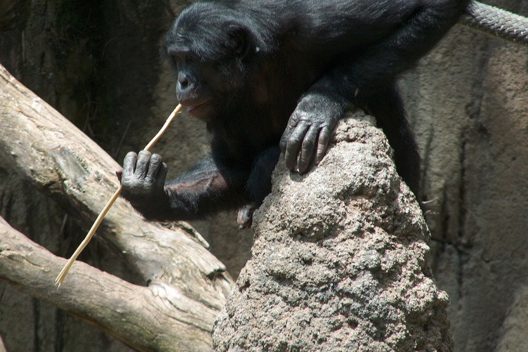 Bonobo passing on culture