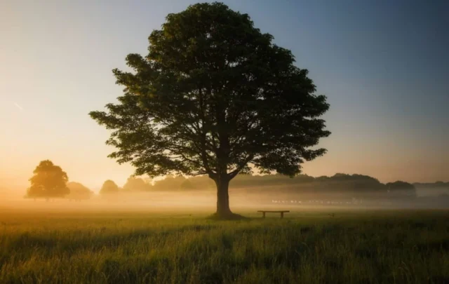 tree