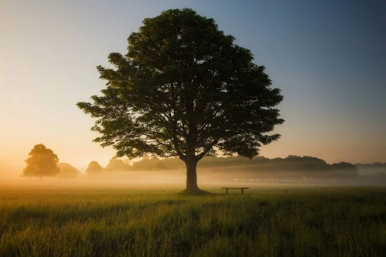 tree