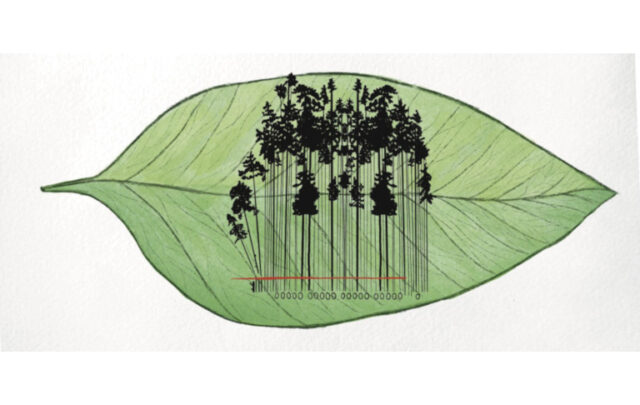 Leaf