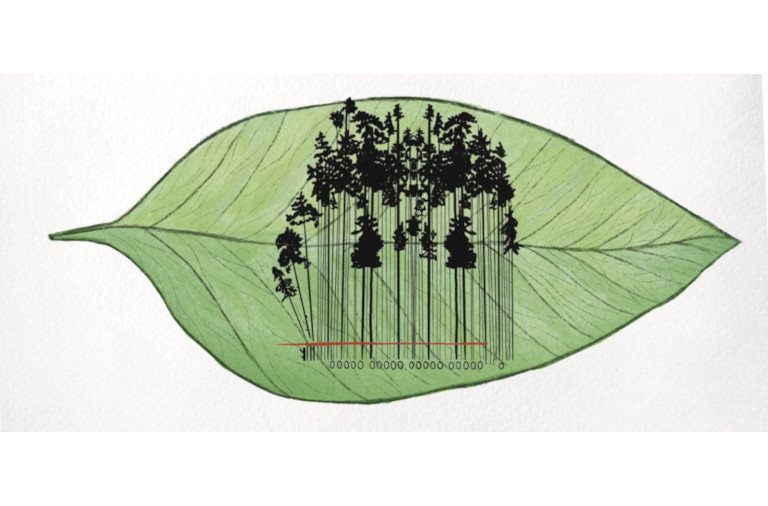 Leaf