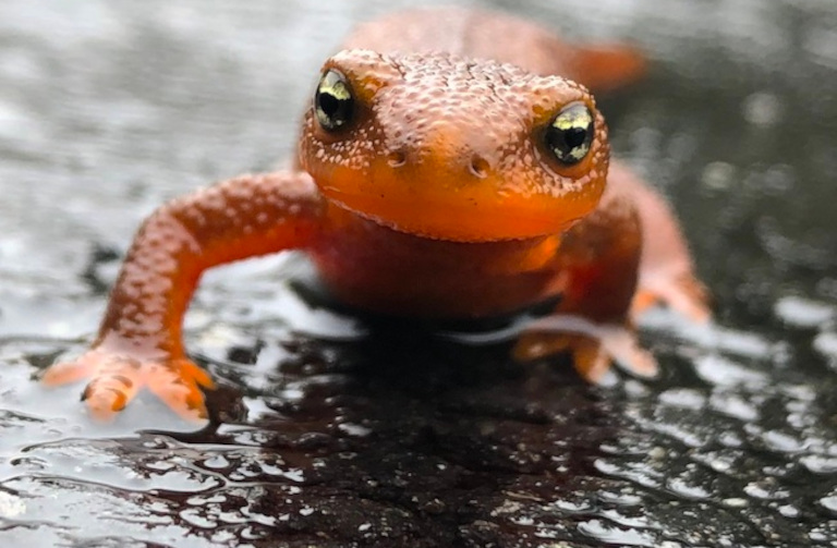 newt