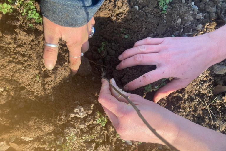planting trees